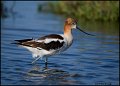 _0SB3027 american avocet